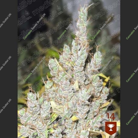 2046 Feminized Marijuana Strain by Medical Seeds Co For Sale Online at Cannabis Seeds Outlet