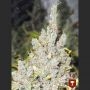 2046 Feminized Marijuana Strain by Medical Seeds Co For Sale Online at Cannabis Seeds Outlet