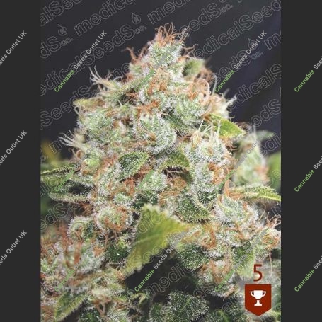 BCN Sour Diesel Feminized Marijuana Strain by Medical Seeds Co For Sale Online at Cannabis Seeds Outlet