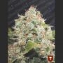 BCN Sour Diesel Feminized Marijuana Strain by Medical Seeds Co For Sale Online at Cannabis Seeds Outlet