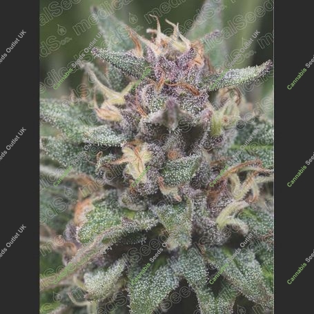 Bluehell Auto Feminized Marijuana Strain by Medical Seeds Co For Sale Online at Cannabis Seeds Outlet