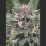 Bluehell Auto Feminized Marijuana Strain by Medical Seeds Co For Sale Online at Cannabis Seeds Outlet