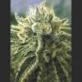 Canadian Kush 2.0 Female Medical Cannabis Seeds