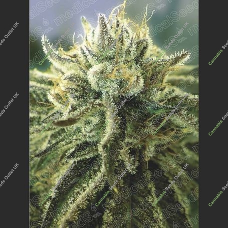 Canadian Kush 2.0 Feminized Marijuana Strain by Medical Seeds Co For Sale Online at Cannabis Seeds Outlet