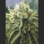 Canadian Kush 2.0 Feminized Marijuana Strain by Medical Seeds Co For Sale Online at Cannabis Seeds Outlet