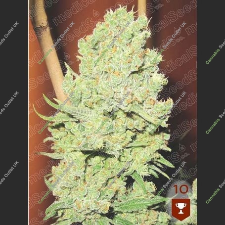 Channel + Feminized Marijuana Strain by Medical Seeds Co For Sale Online at Cannabis Seeds Outlet