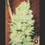 Channel + Feminized Marijuana Strain by Medical Seeds Co For Sale Online at Cannabis Seeds Outlet