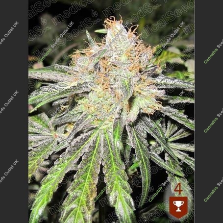 Deep Neville Regular Marijuana Strain by Medical Seeds Co For Sale Online at Cannabis Seeds Outlet