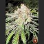 Deep Neville Regular Marijuana Strain by Medical Seeds Co For Sale Online at Cannabis Seeds Outlet