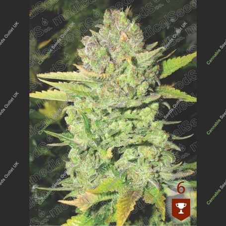 Devil Fruit Feminized Marijuana Strain by Medical Seeds Co For Sale Online at Cannabis Seeds Outlet