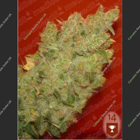 Jack La Mota Feminized Marijuana Strain by Medical Seeds Co For Sale Online at Cannabis Seeds Outlet