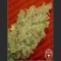 Jack La Mota Feminized Marijuana Strain by Medical Seeds Co For Sale Online at Cannabis Seeds Outlet