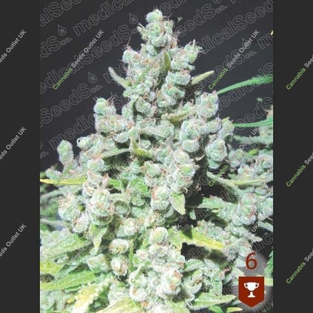 Malakoff Feminized Marijuana Strain by Medical Seeds Co For Sale Online at Cannabis Seeds Outlet