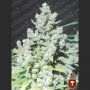 Malakoff Feminized Marijuana Strain by Medical Seeds Co For Sale Online at Cannabis Seeds Outlet