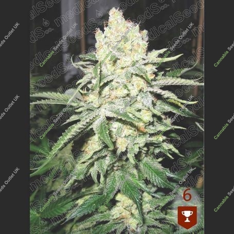No Name Feminized Marijuana Strain by Medical Seeds Co For Sale Online at Cannabis Seeds Outlet