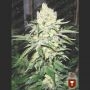 No Name Feminized Marijuana Strain by Medical Seeds Co For Sale Online at Cannabis Seeds Outlet
