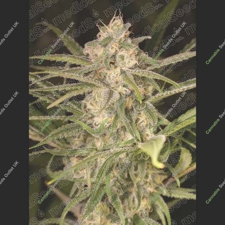 No Name Auto Feminized Marijuana Strain by Medical Seeds Co For Sale Online at Cannabis Seeds Outlet