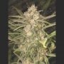 No Name Auto Feminized Marijuana Strain by Medical Seeds Co For Sale Online at Cannabis Seeds Outlet