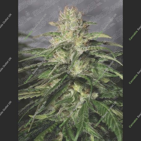 OG Kush CBD Feminized Marijuana Strain by Medical Seeds Co For Sale Online at Cannabis Seeds Outlet