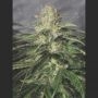 OG Kush CBD Feminized Marijuana Strain by Medical Seeds Co For Sale Online at Cannabis Seeds Outlet