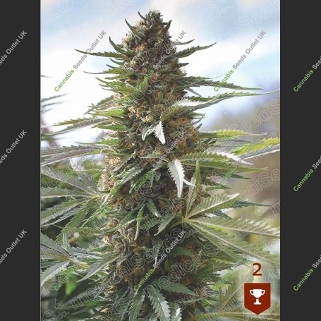 Over Dawg Feminized Marijuana Strain by Medical Seeds Co For Sale Online at Cannabis Seeds Outlet