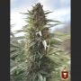 Over Dawg Feminized Marijuana Strain by Medical Seeds Co For Sale Online at Cannabis Seeds Outlet