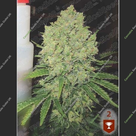 Prozac Feminized Marijuana Strain by Medical Seeds Co For Sale Online at Cannabis Seeds Outlet