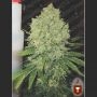 Prozac Feminized Marijuana Strain by Medical Seeds Co For Sale Online at Cannabis Seeds Outlet