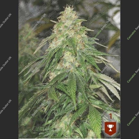 Some Sweet Feminized Marijuana Strain by Medical Seeds Co For Sale Online at Cannabis Seeds Outlet