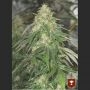 Some Sweet Feminized Marijuana Strain by Medical Seeds Co For Sale Online at Cannabis Seeds Outlet