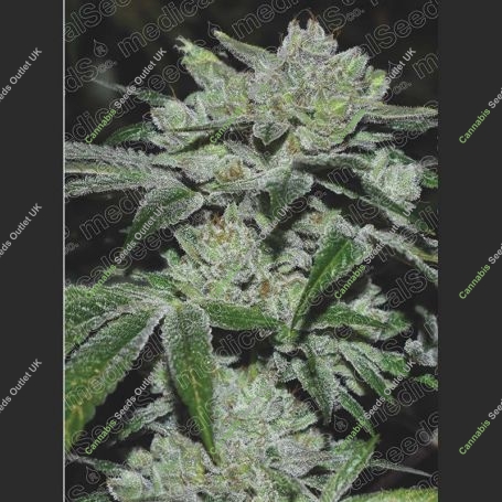 Sour Glue Feminized Marijuana Strain by Medical Seeds Co For Sale Online at Cannabis Seeds Outlet