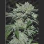 Sour Glue Feminized Marijuana Strain by Medical Seeds Co For Sale Online at Cannabis Seeds Outlet