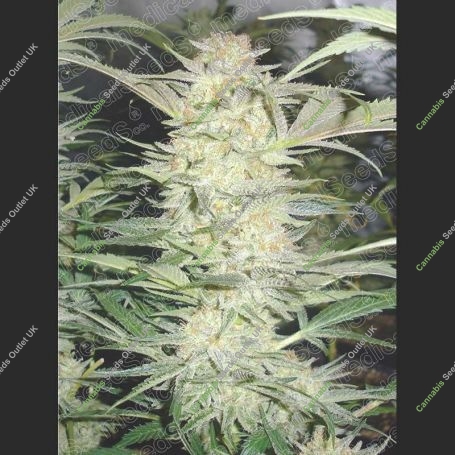 White Widow Feminized Marijuana Strain by Medical Seeds Co For Sale Online at Cannabis Seeds Outlet