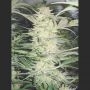 White Widow Feminized Marijuana Strain by Medical Seeds Co For Sale Online at Cannabis Seeds Outlet