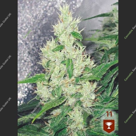 Y Griega Feminized Marijuana Strain by Medical Seeds Co For Sale Online at Cannabis Seeds Outlet