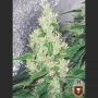 Y Griega Feminized Marijuana Strain by Medical Seeds Co For Sale Online at Cannabis Seeds Outlet