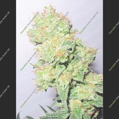 Y Griega CBD Feminized Marijuana Strain by Medical Seeds Co For Sale Online at Cannabis Seeds Outlet