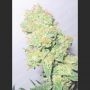 Y Griega CBD Feminized Marijuana Strain by Medical Seeds Co For Sale Online at Cannabis Seeds Outlet