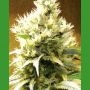Afghani Regular Marijuana Strain by Medicann For Sale Online at Cannabis Seeds Outlet