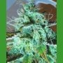 Black Afghani Kush Regular Marijuana Strain by Medicann For Sale Online at Cannabis Seeds Outlet