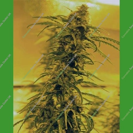 Black Blood Regular Marijuana Strain by Medicann For Sale Online at Cannabis Seeds Outlet