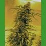Black Blood Regular Marijuana Strain by Medicann For Sale Online at Cannabis Seeds Outlet