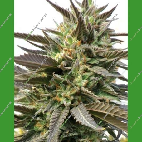 Blue Blood Regular Marijuana Strain by Medicann For Sale Online at Cannabis Seeds Outlet