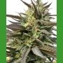 Blue Blood Regular Marijuana Strain by Medicann For Sale Online at Cannabis Seeds Outlet