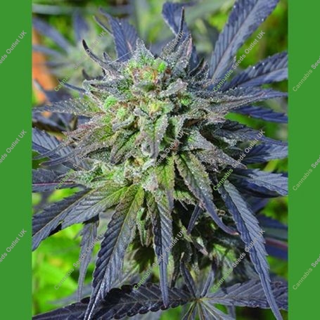 Blue Blood CBD Regular Marijuana Strain by Medicann For Sale Online at Cannabis Seeds Outlet