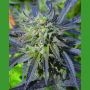 Blue Blood CBD Regular Marijuana Strain by Medicann For Sale Online at Cannabis Seeds Outlet
