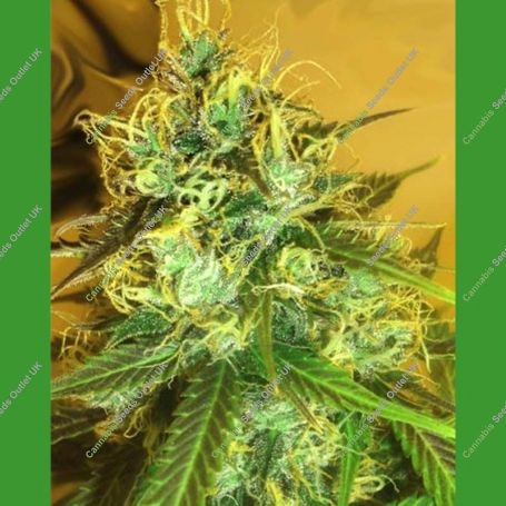 Blue Mountain Durban Regular Marijuana Strain by Medicann For Sale Online at Cannabis Seeds Outlet