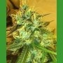 Blue Mountain Durban Regular Marijuana Strain by Medicann For Sale Online at Cannabis Seeds Outlet