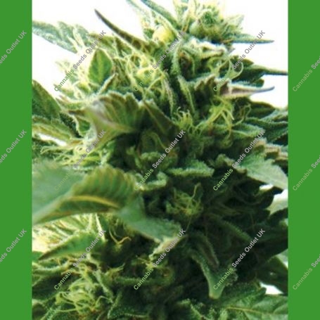Bubba Kush Regular Marijuana Strain by Medicann For Sale Online at Cannabis Seeds Outlet