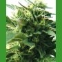 Bubba Kush Regular Marijuana Strain by Medicann For Sale Online at Cannabis Seeds Outlet
